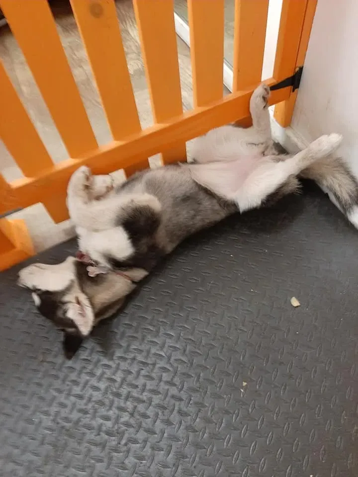 Friendly daycare environment at The Furry Inn for dogs from Black Rock and Bridgeport.