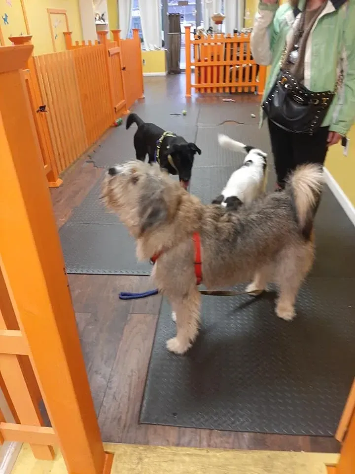 Three dogs on mats inside an orange-fenced indoor play area in The Furry Inn