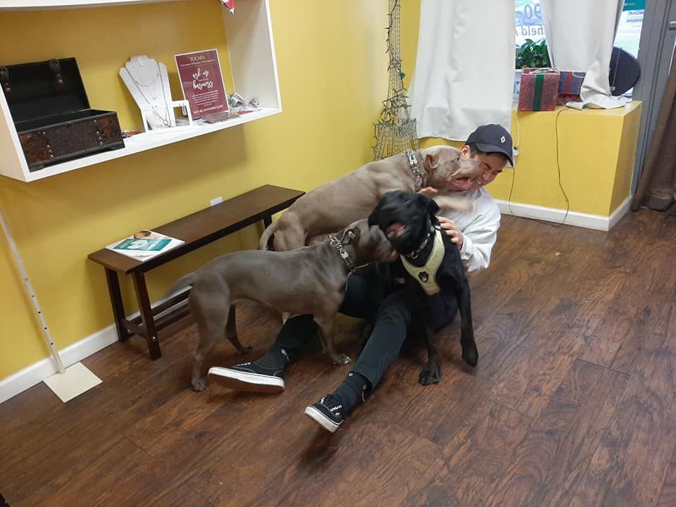Staff member playing with dogs during dog day care in The Furry Inn, Black Rock, Bridgeport