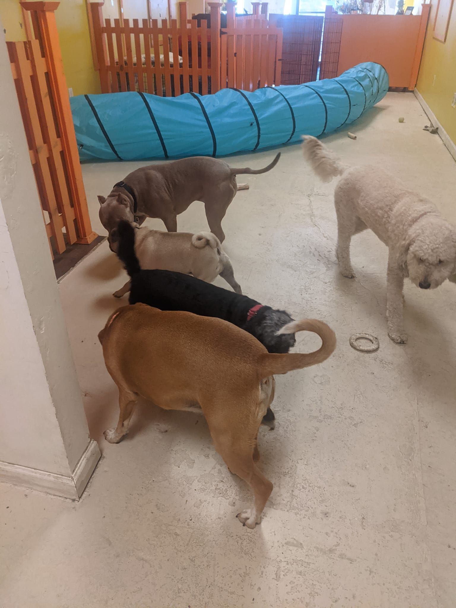 Reach out to The Furry Inn for dog care services in Connecticut.