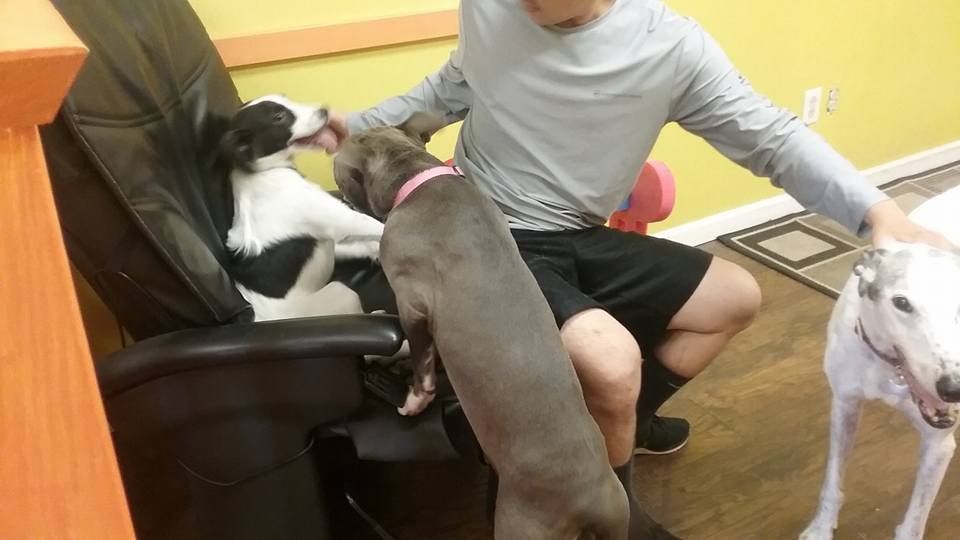 Connect with The Furry Inn for daycare and boarding inquiries.