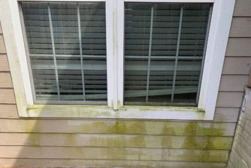 Two dirty windows with white trim and closed blinds above green-stained siding on a house exterior