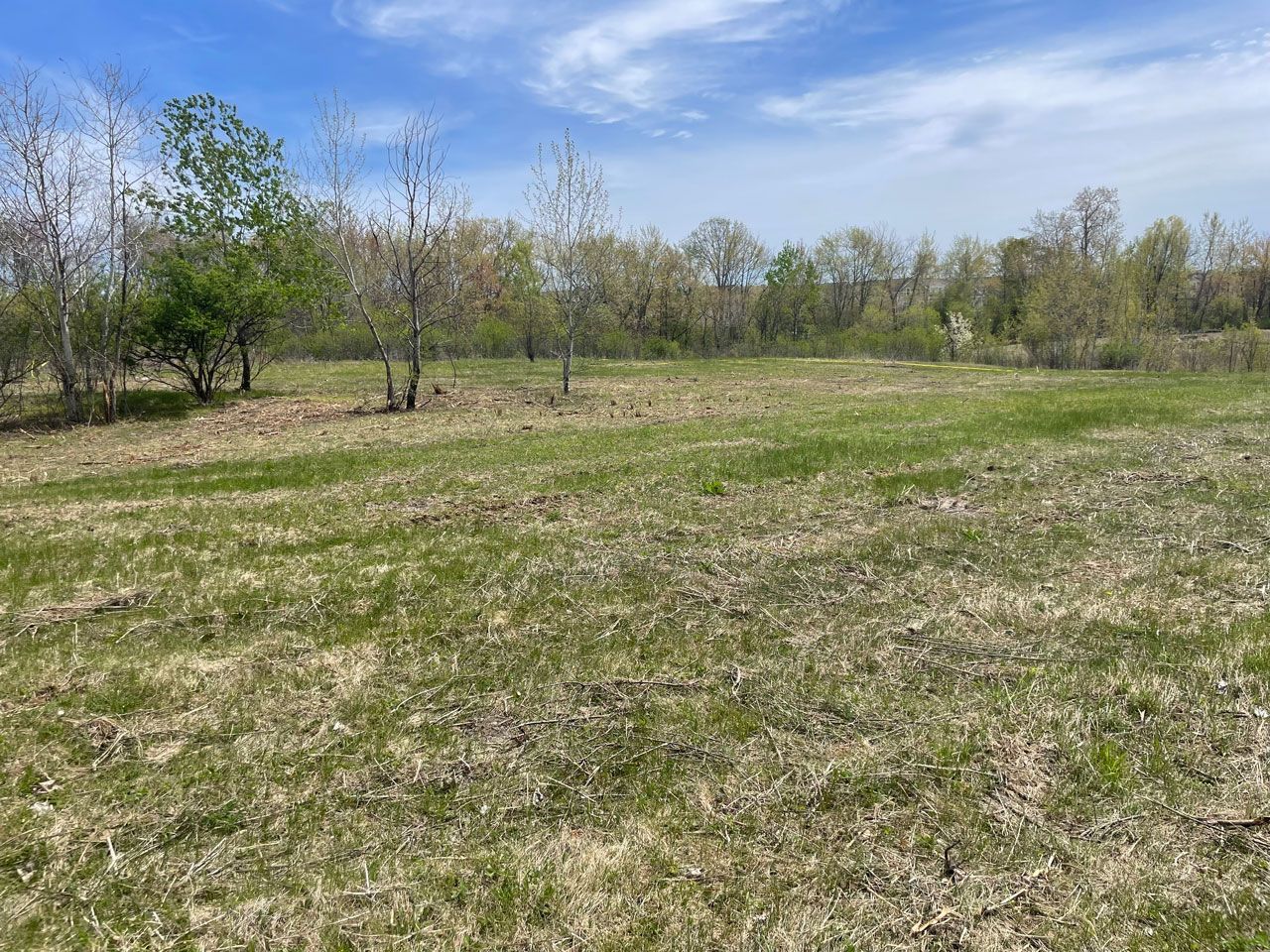 Grassy field with scattered trees under a clear blue sky