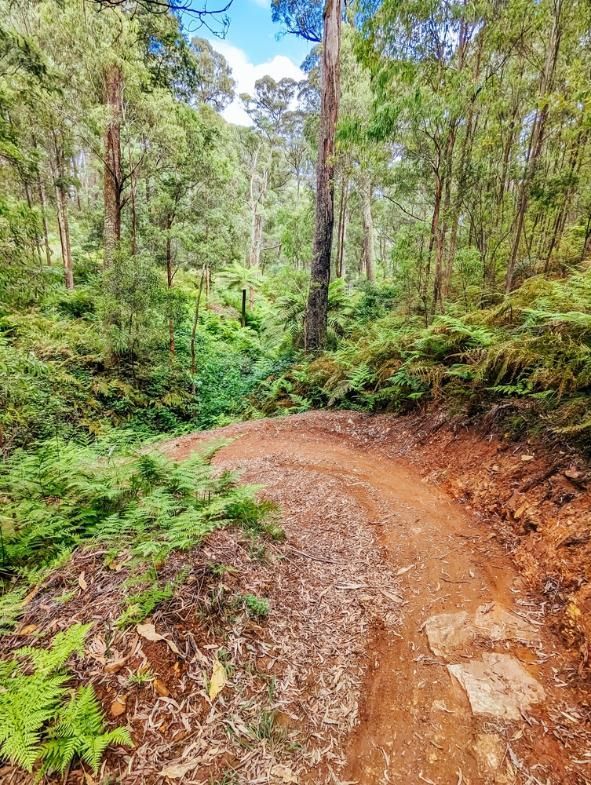 A Dirt Path In The Middle Of A Forest Surrounded By Trees And Ferns — Custom Air In Yackandandah, NSW