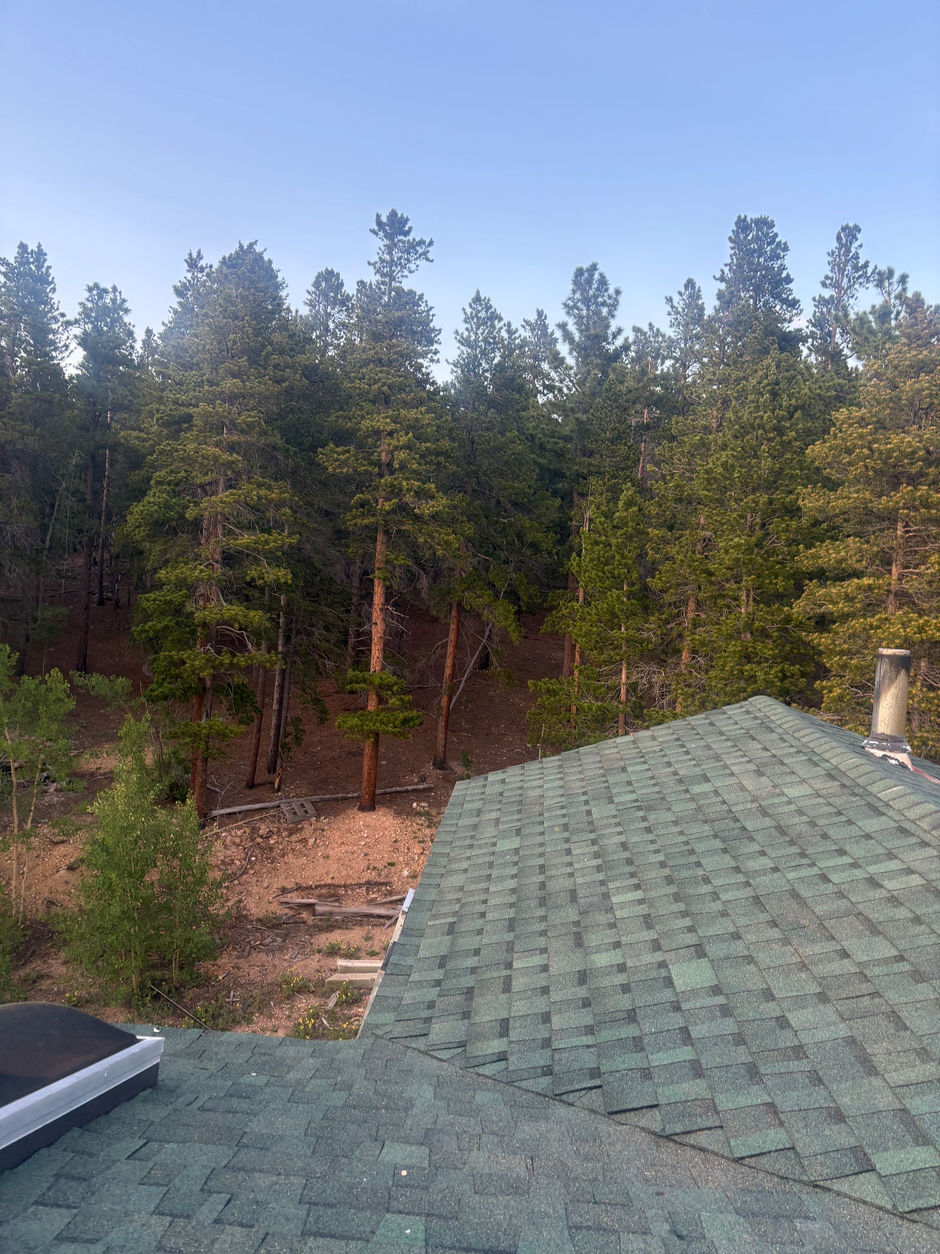 Green shingled roof in the foreground, overlooking a wooded yard with tall pine trees under a clear blue sky.