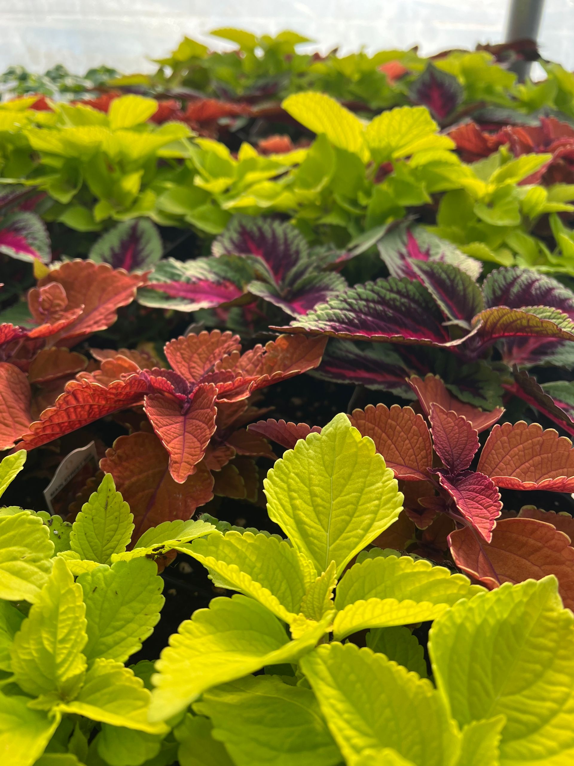 Farmers Market Connersville, IN 7652651442