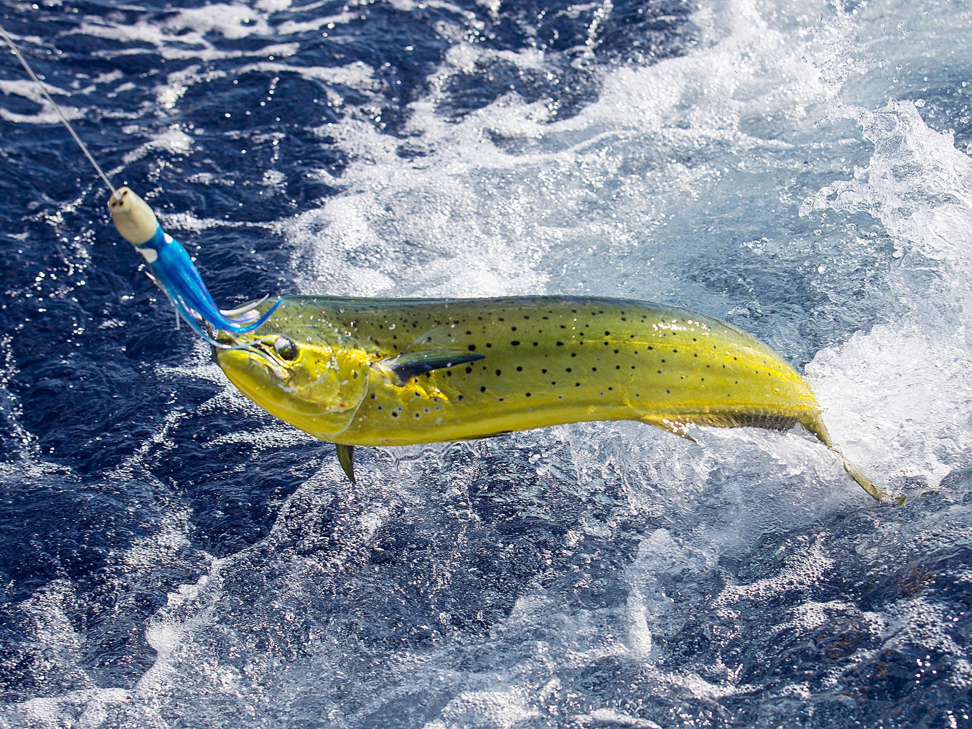 deep Sea Fishing in Anguilla