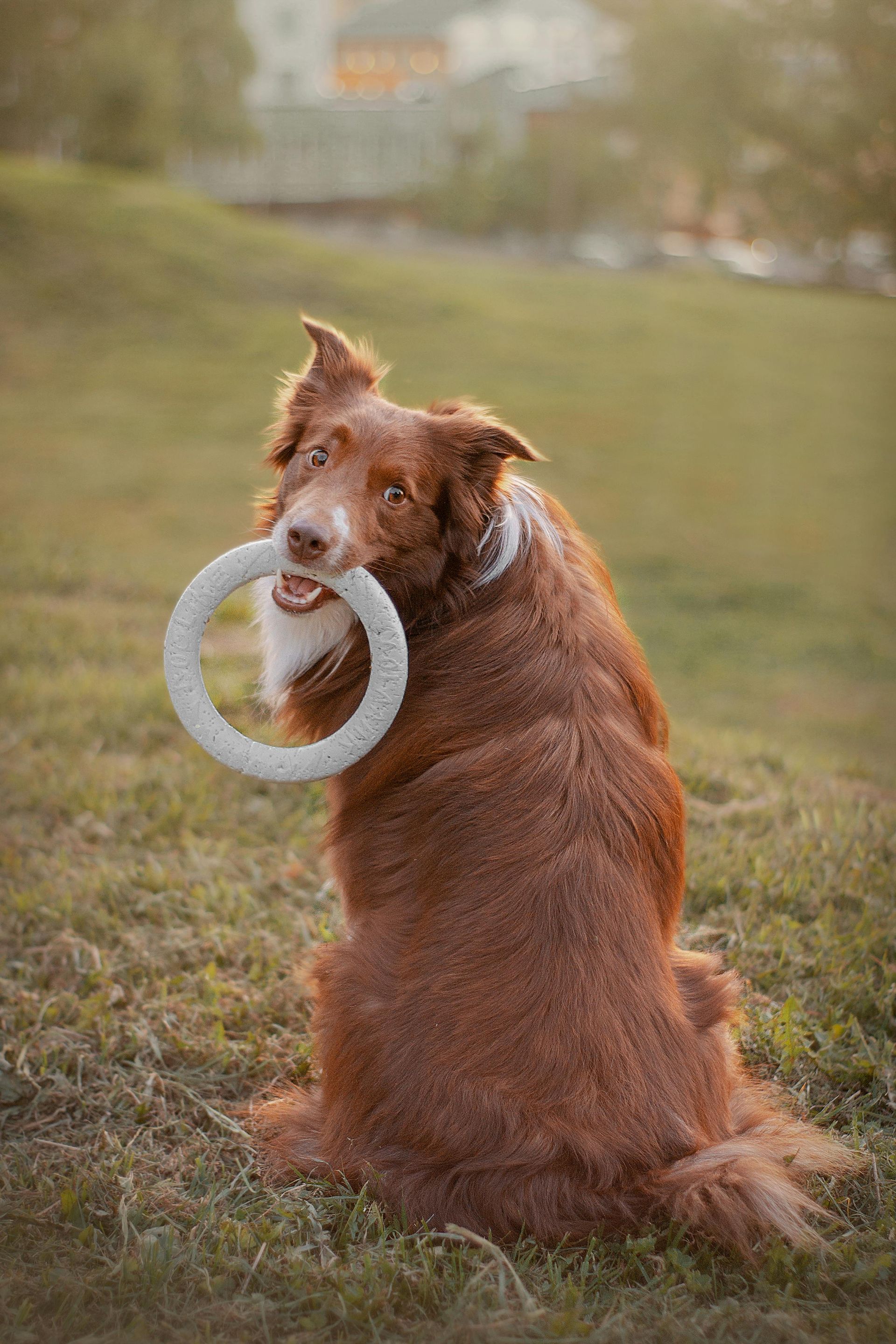 Red-coated dog sitting on grass with a white ring in its mouth, looking back toward the viewer.