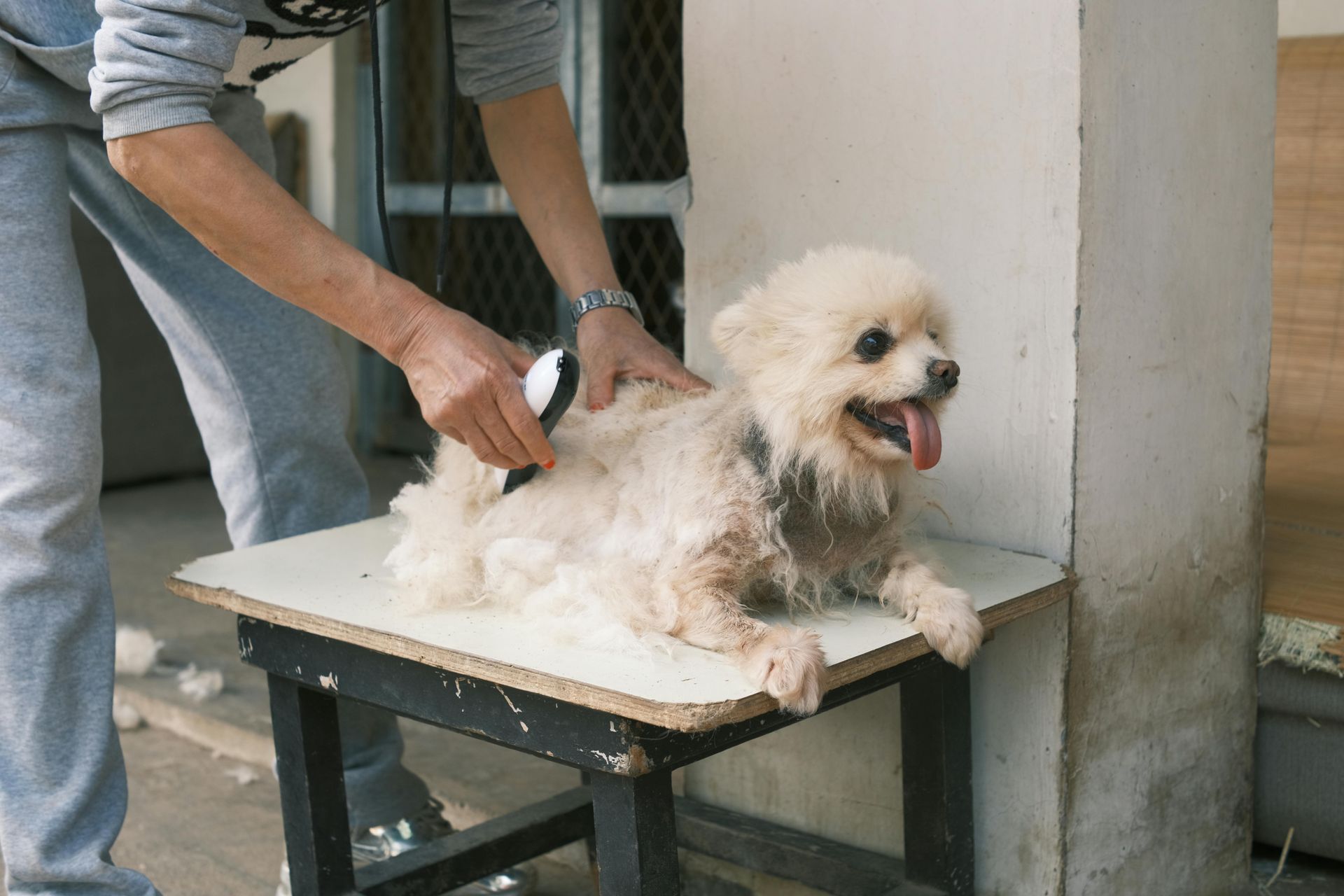 Dog being groomed with clippers on a small table outdoors. Dog is panting, white fur being shaved.
