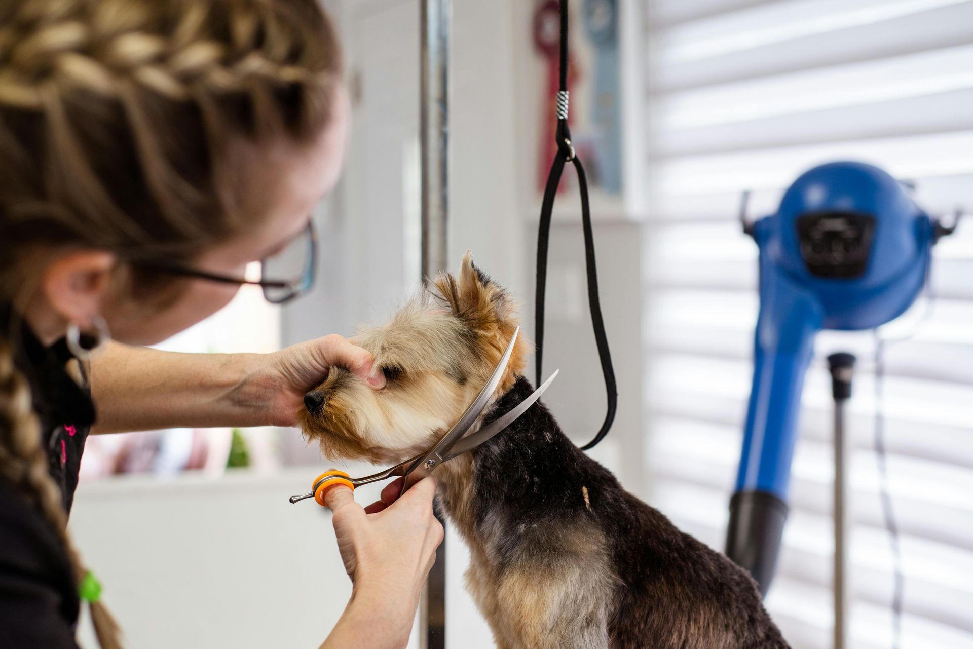 Dog groomer trimming a small Yorkshire Terrier's beard, indoors. A blue dryer stands nearby.