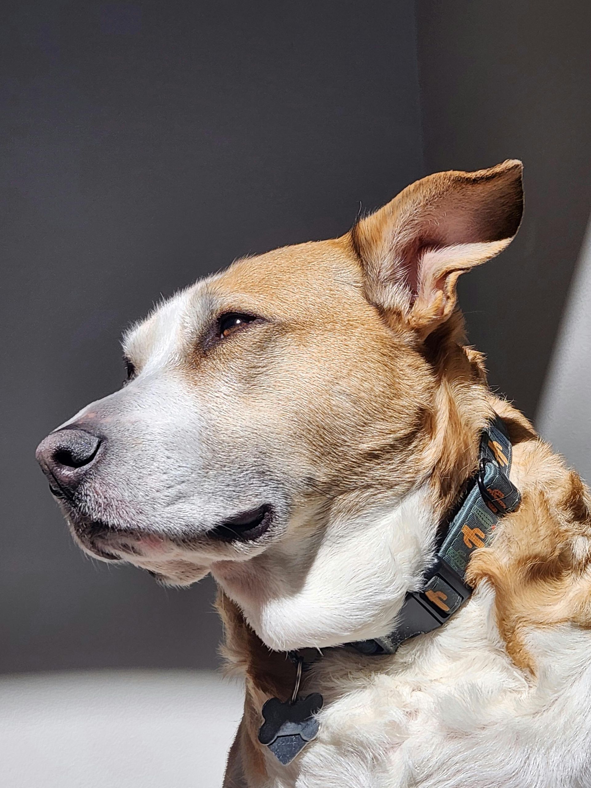Tan and white dog in profile, wearing a collar. Sunlit, with a slight squint.