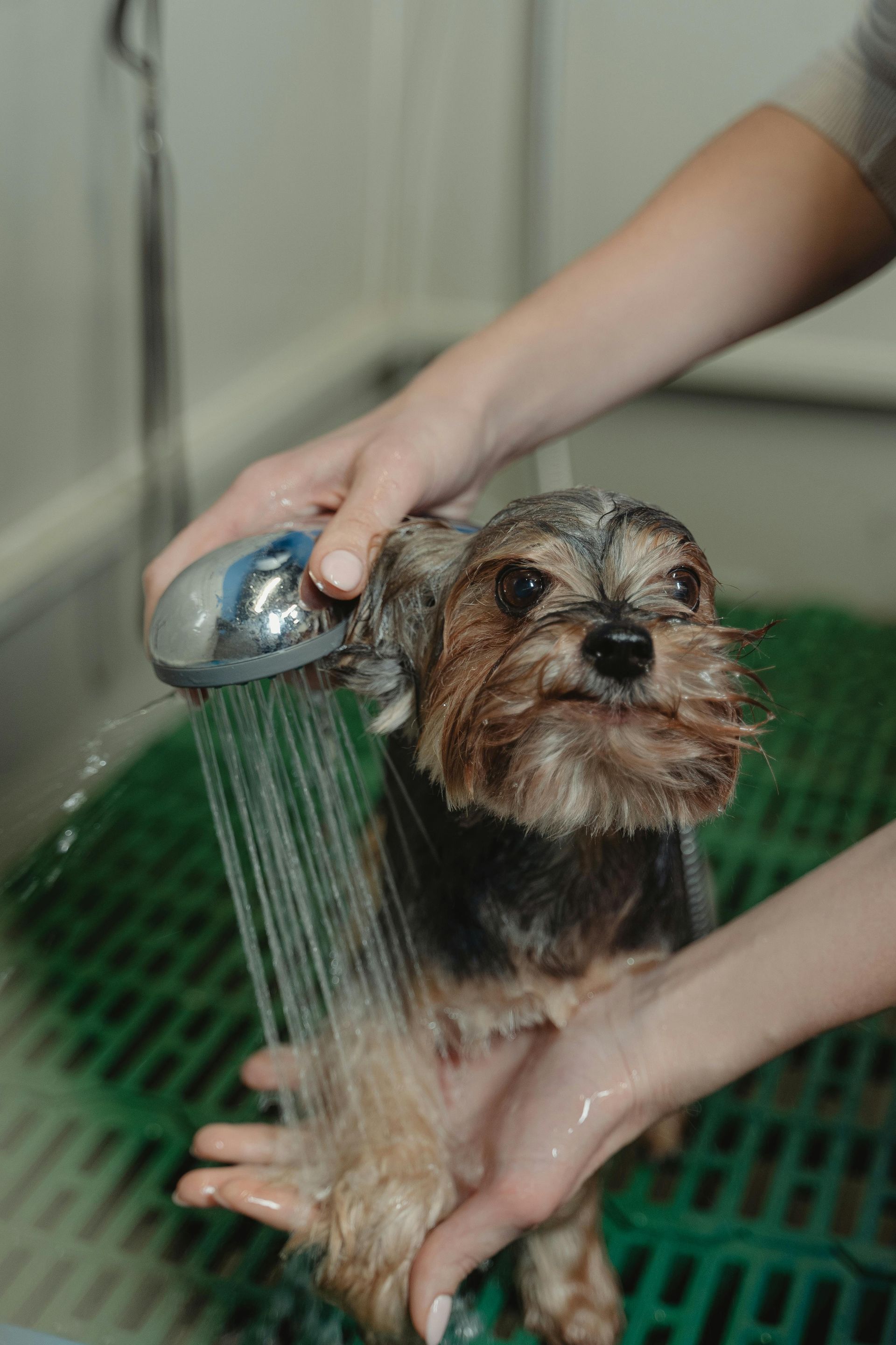 Dog being bathed with a shower head, held by a person.
