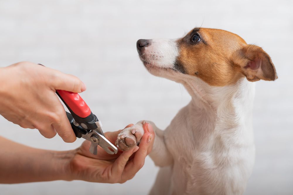 Person trimming dog's nails with red clippers. Dog looks up, white and brown fur, indoors.