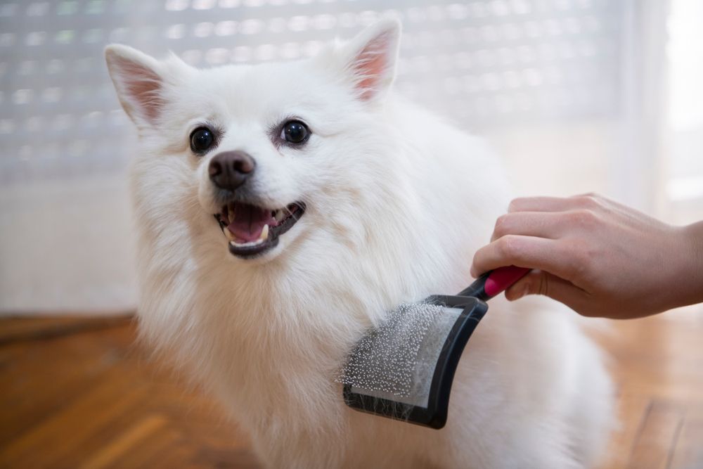 White dog being brushed, indoors. Person's hand holds brush. Dog has open mouth, appearing happy.