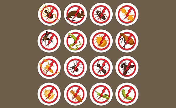 Conoce los insectos más comunes en casa