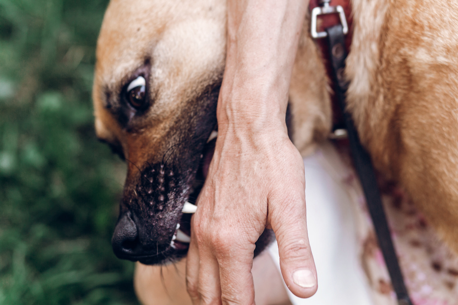 Dog biting a person's hand; the dog has its mouth on the arm, with a leash and collar.