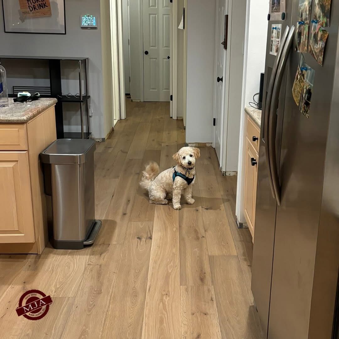 A small, light-colored dog with a blue harness sits in the middle of a kitchen floor between cabinets and a refrigerator.