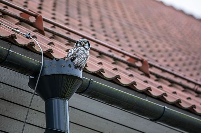 An owl perched in a gutter next to a red tile roof.