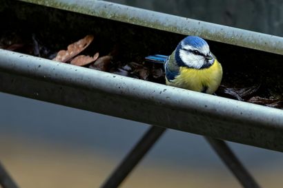 Blue tit bird in a metallic gutter filled with leaves.