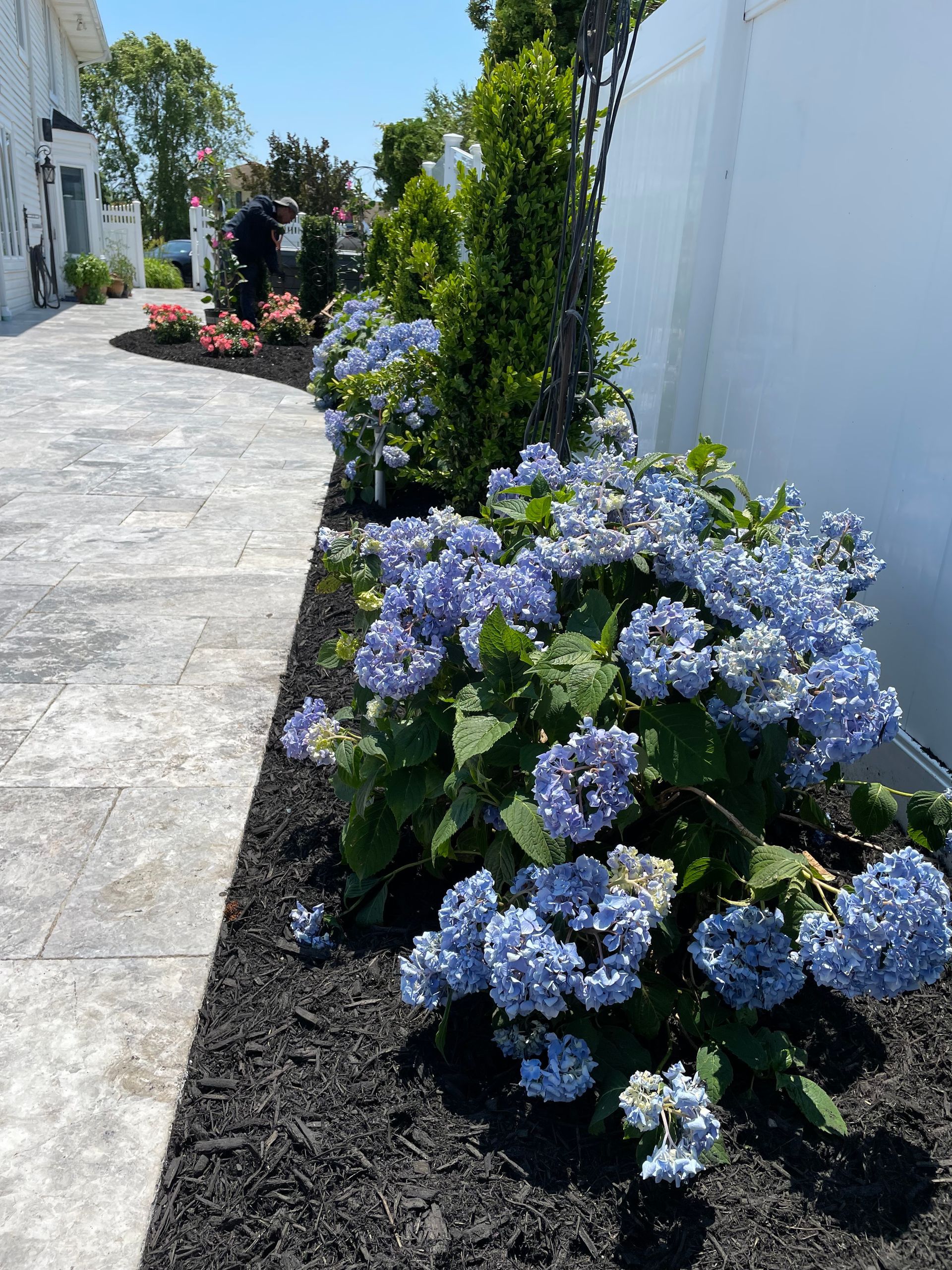 Purple flowers are growing in a garden next to a walkway