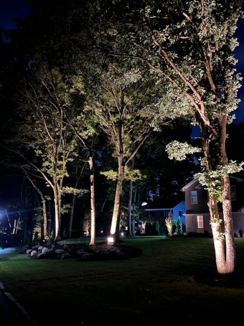 A row of trees are lit up at night in front of a house.