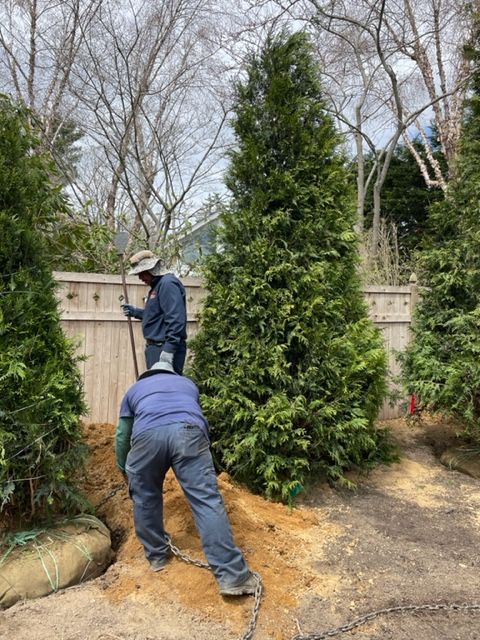 Two men are working on a christmas tree in a yard.