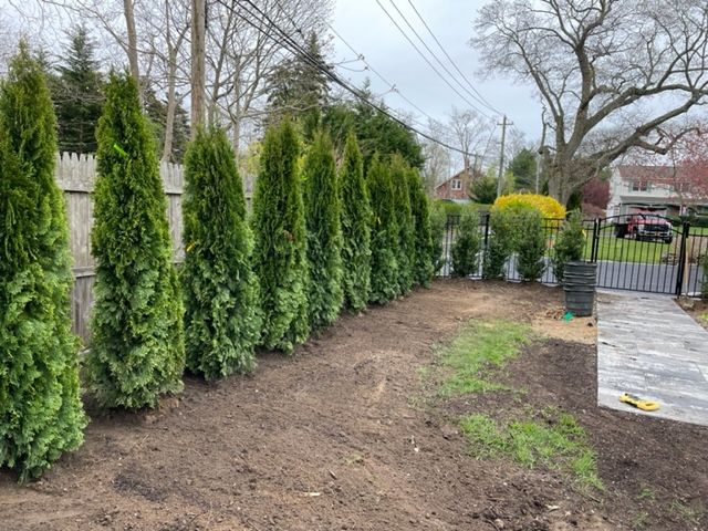 A row of trees in a yard next to a white picket fence.