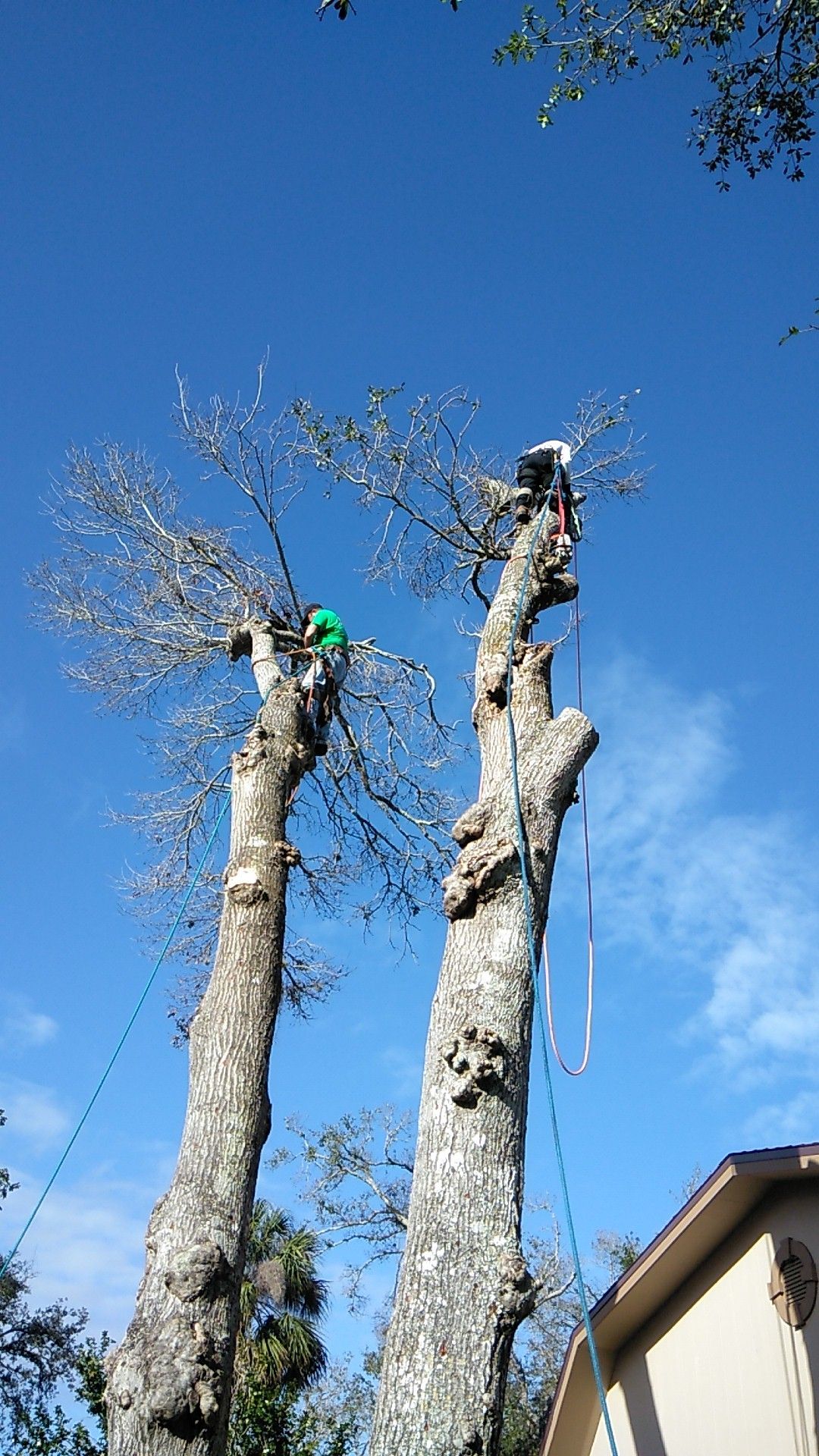 Our Experienced Climbers take even the largest trees down safely