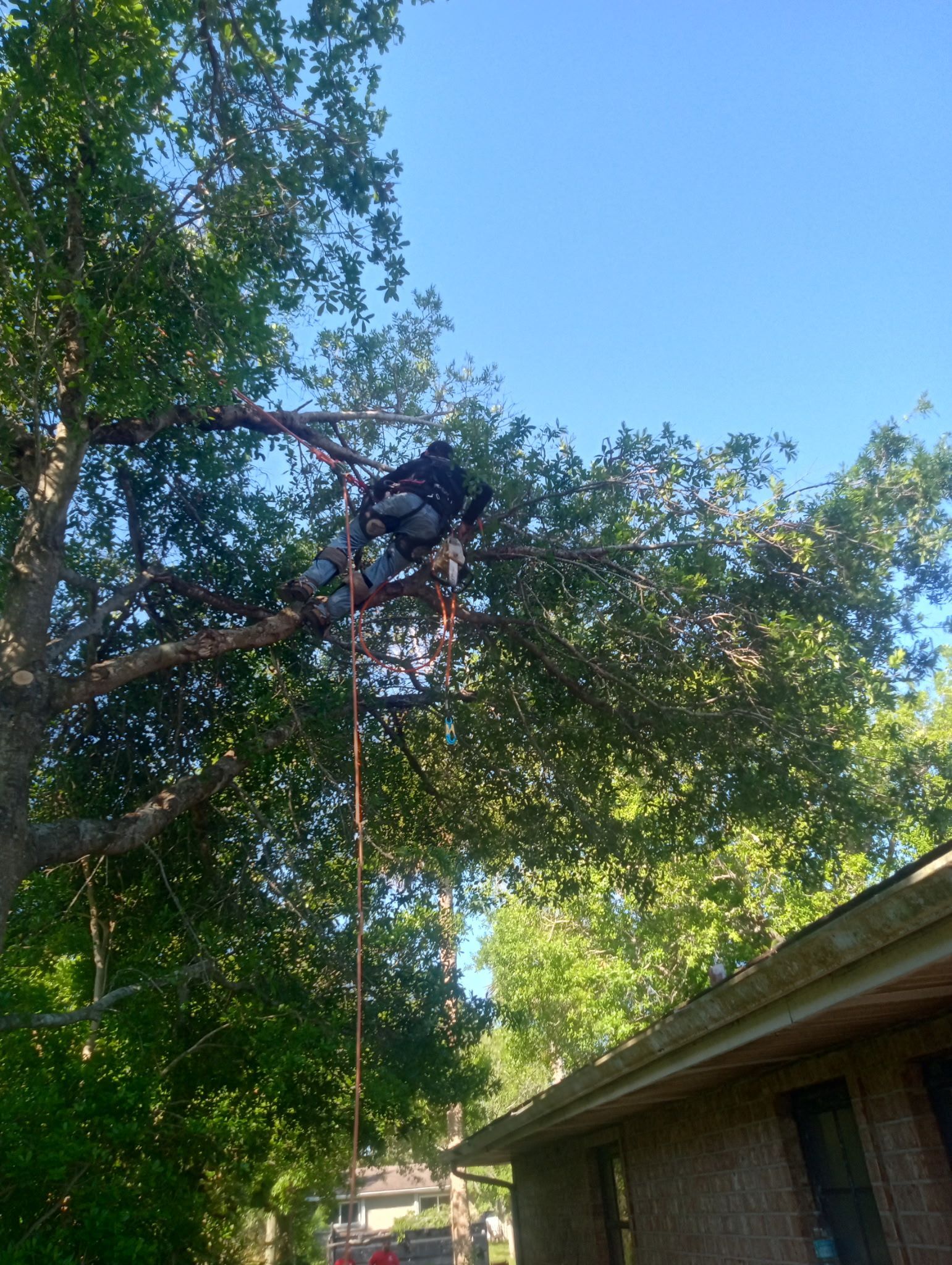 A man is climbing a tree in front of a house