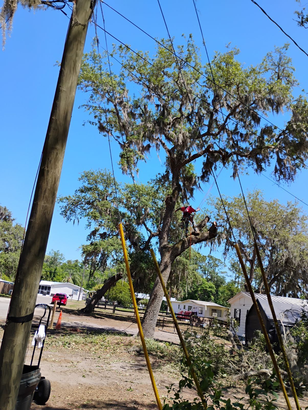 A man is cutting a tree with a chainsaw