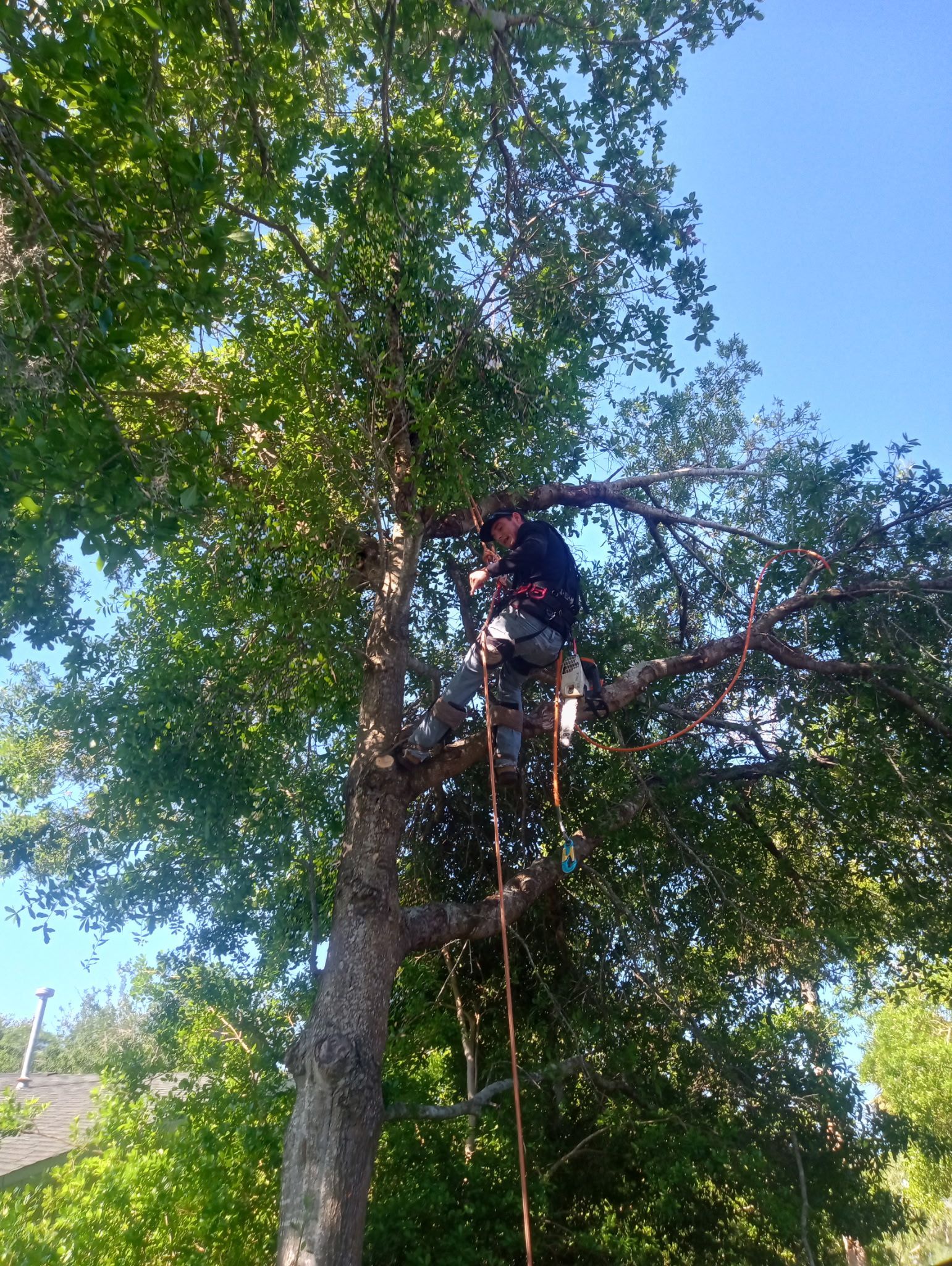 A man is climbing a tree
