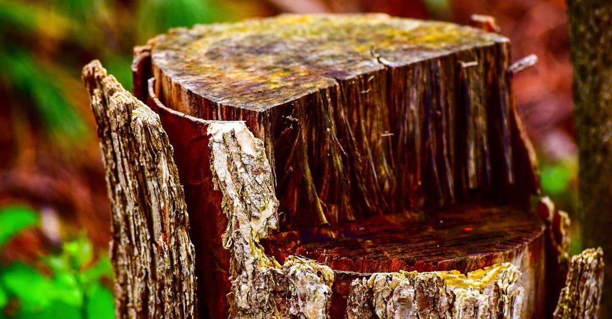 All Florida Tree Trimming Offers Stump Removals at a fair price