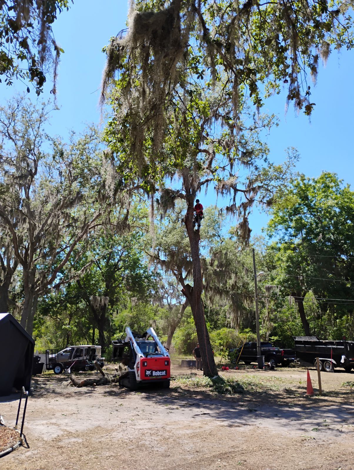 A person is trimming a tree with a lift on a sunny day. Vehicles and equipment are nearby.