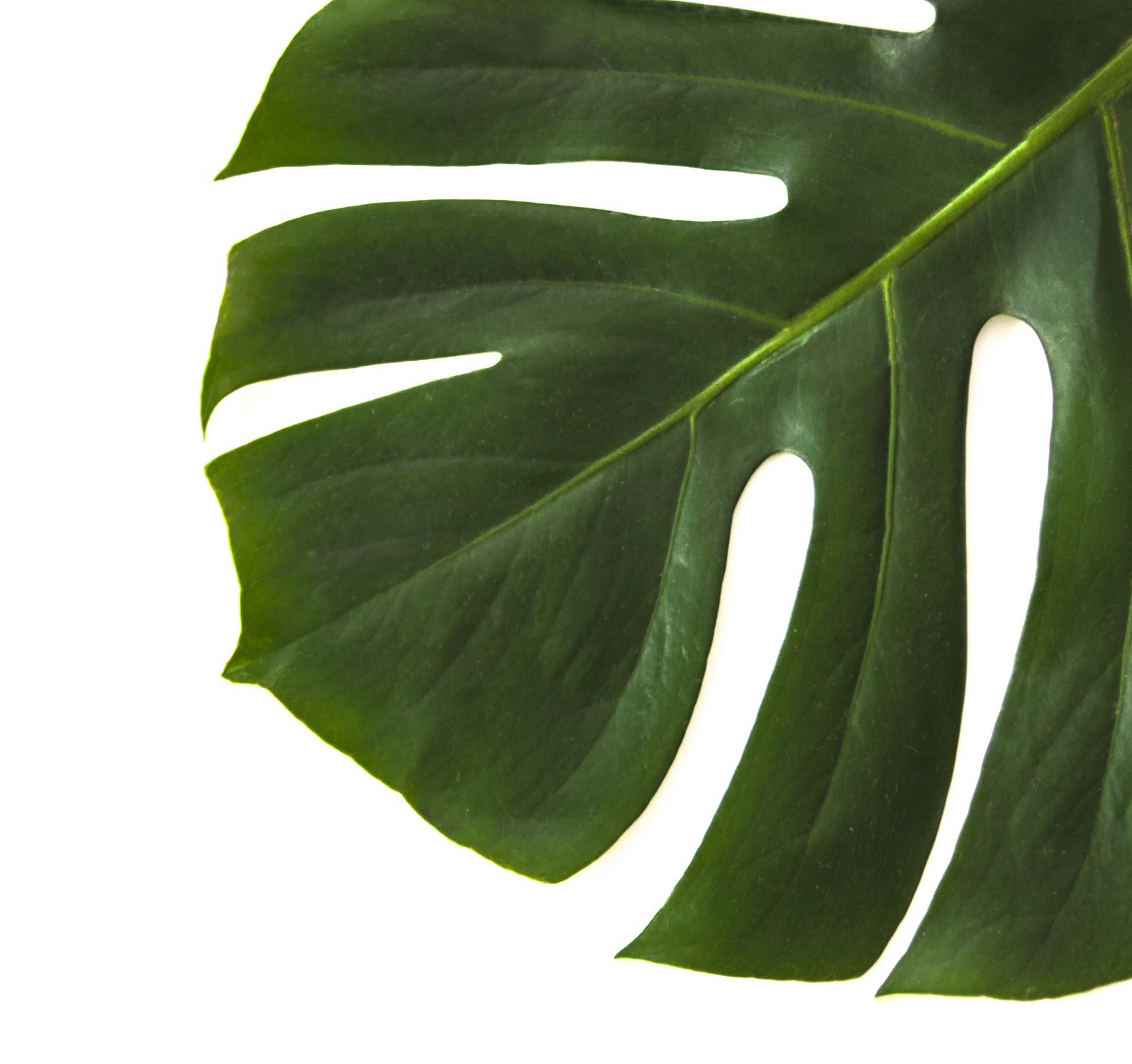 A close up of a green leaf on a white background