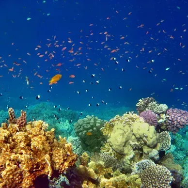 A coral reef with lots of fish swimming around it