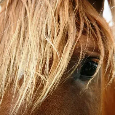 A close up of a horse 's eye and mane