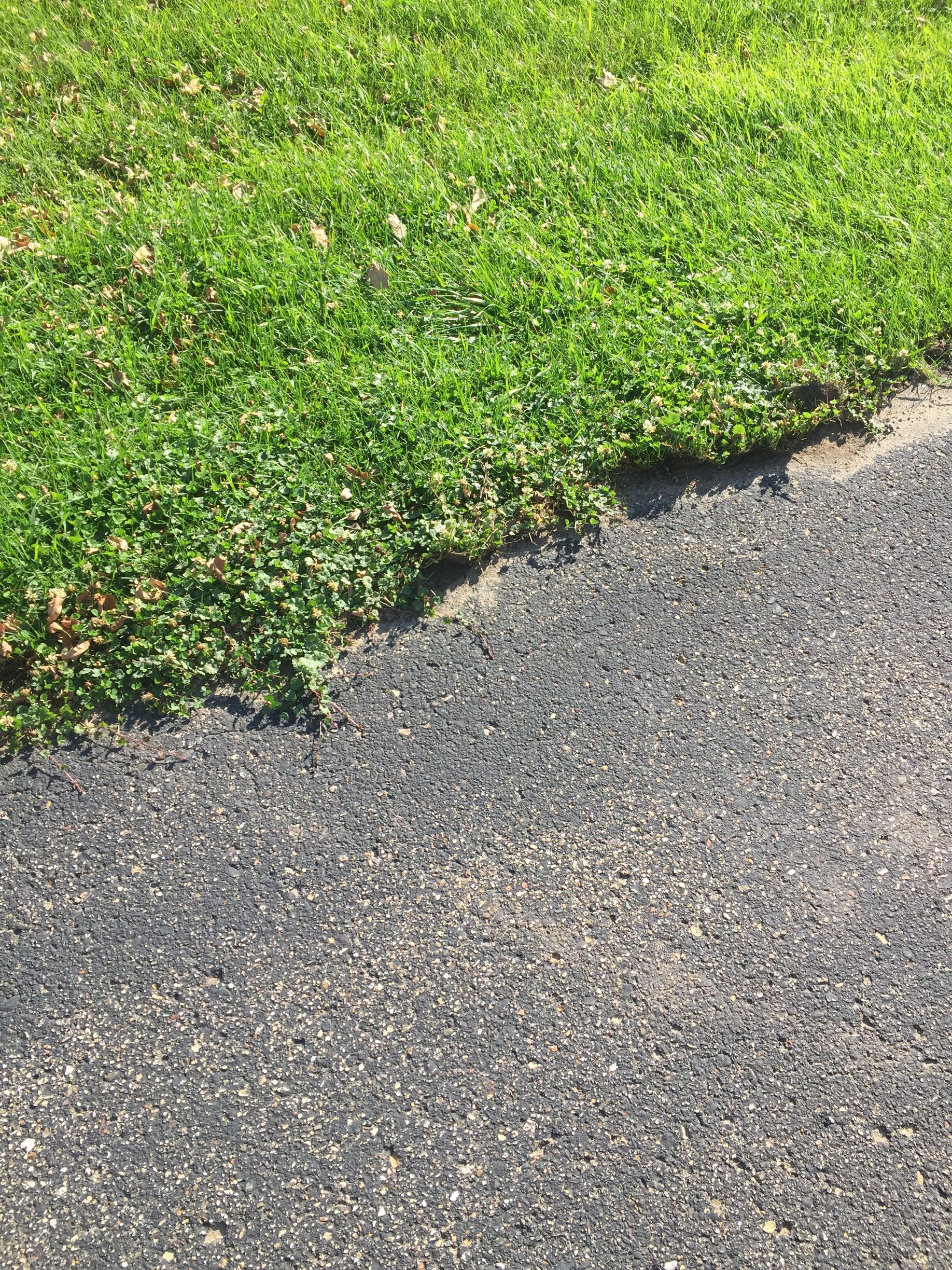 A close up of a grassy area next to a road.