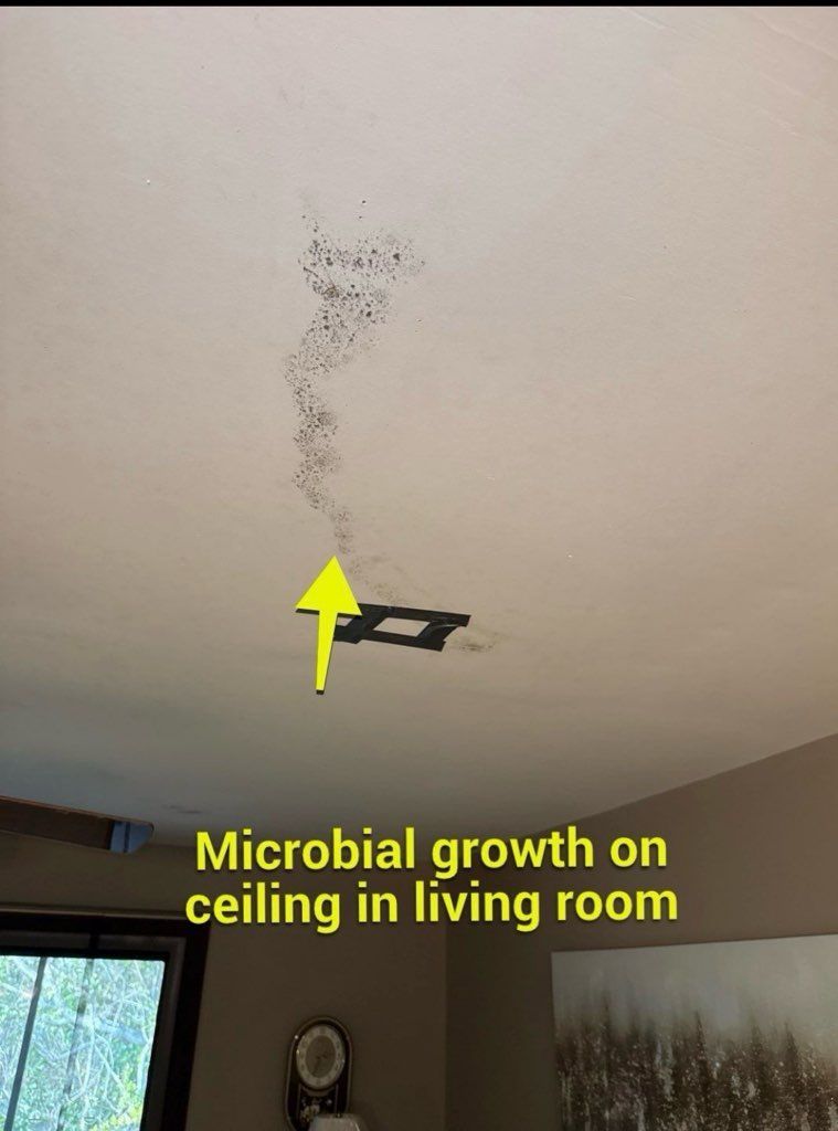 Ceiling with dark microbial growth, yellow arrow points to the growth. Text: 