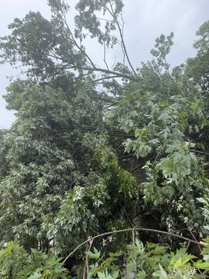 Dense green forest canopy under a cloudy sky, with tall trees and tangled foliage.