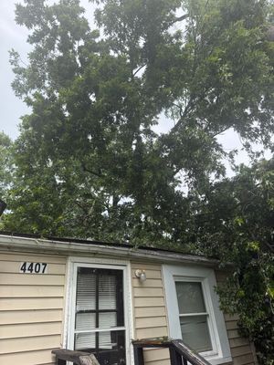 Small beige house with white trim and large trees overhead, number 4407 visible above the window.