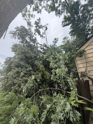 A fallen tree and tangled branches lean against a house after storm damage, with cloudy sky overhead.