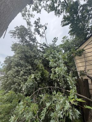 Storm-damaged tree branches leaning over a yard beside a house