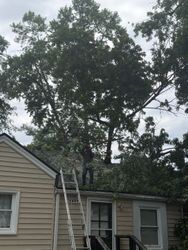 Two-story house with a ladder leaning to the roof under tall trees in the yard