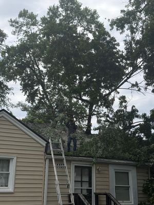 Ladder leaning against a house beside tall trees under a cloudy sky