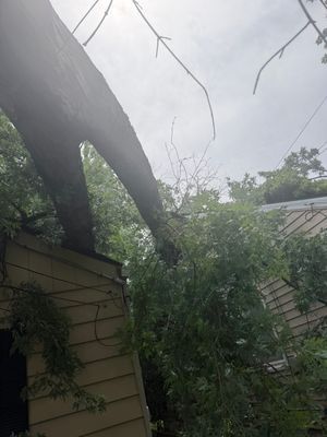 Storm-damaged tree leaning over a backyard fence with branches and debris in bright daylight