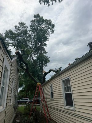 Tree fallen between two houses, propped by a red ladder, under a cloudy sky.