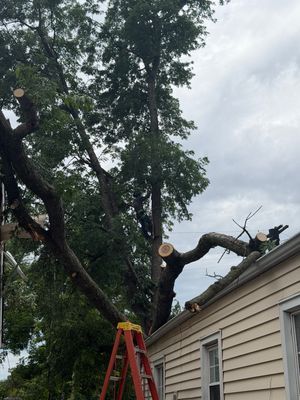Tree branches being cut above a house roof, with a red ladder leaning against the wall.