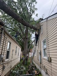 Tree service workers trimming a large tree between two houses, with a branch spanning the roofline.