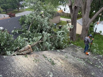 Tree fallen across a slope, with a person standing nearby holding a pole saw.