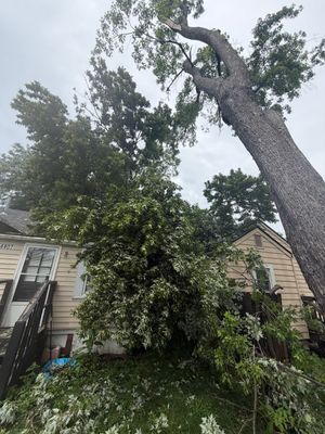 Overgrown tree leaning over a house in a backyard, with a ladder against the siding and cloudy sky above